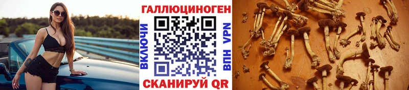 купить наркотики цена  Шебекино  Галлюциногенные грибы мицелий 